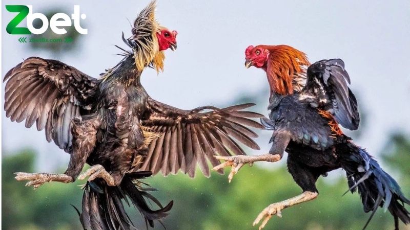Đá gà Zbet